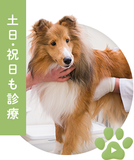 土日・祝日も診療
